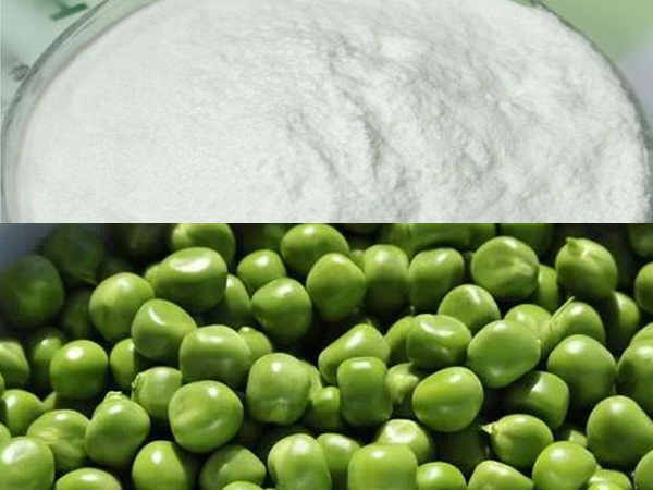 �㶹������